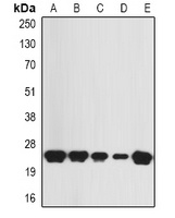 C21orf33 antibody