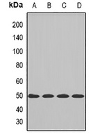 Anti-CBX8 Antibody