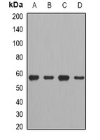 CCT2 antibody