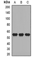 Anti-CD27 Antibody