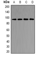 Anti-CD2AP Antibody
