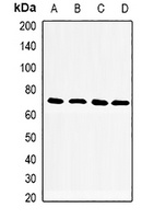 Anti-CD33 Antibody