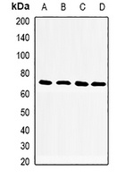 CD33 antibody