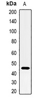 Anti-CD38 Antibody