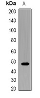 Anti-CD47 Antibody