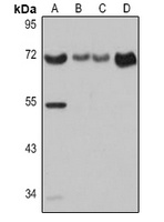 Anti-CD86 Antibody