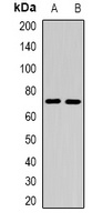 CEL antibody