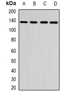 CENPC antibody