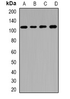 CNGA3 antibody