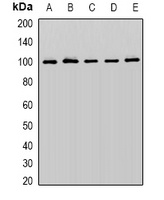 Anti-Cullin 5 Antibody