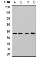 Anti-Cytochrome P450 3A5 Antibody