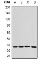Anti-EEF1D Antibody