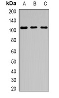 EPS15L1 antibody