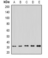 FGFBP1 antibody