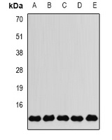 FKBP2 antibody