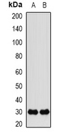 FKBP3 antibody