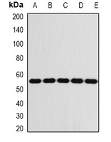 Anti-FKBP8 Antibody