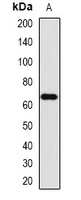 Anti-FMO3 Antibody