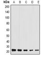 Anti-GFER Antibody