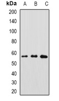 Anti-GFRA1 Antibody