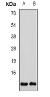 Anti-Glutaredoxin Antibody