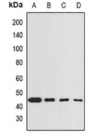 GNA13 antibody