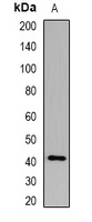 GNAI3 antibody