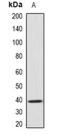 GNAO1 antibody