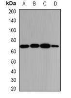 Anti-Glypican 3 Antibody