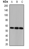 Anti-CSN1 Antibody