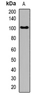 Anti-GLURD1 Antibody