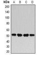 HAPLN1 antibody