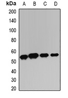 HAVCR2 antibody