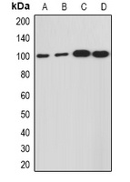 HCN1 antibody