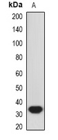 HMOX1 antibody