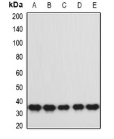 Anti-hnRNP A0 Antibody