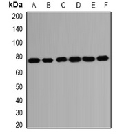 HSPA2 antibody