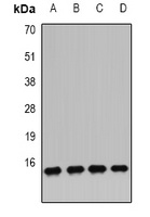 Anti-IFI6 Antibody