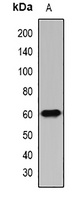Anti-IFIT3 Antibody
