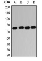 Anti-IGF2BP1 Antibody