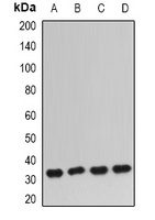 IGFBP5 antibody