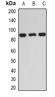 Anti-IKK epsilon Antibody