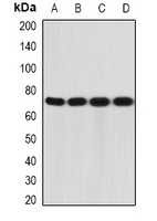 IL12RB1 antibody