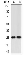 ING5 antibody