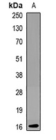 KCNE1 antibody
