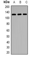 KDM1A antibody