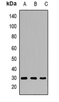 Anti-SCF Antibody