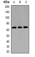 Anti-Kinesin 2 Antibody