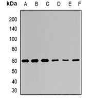 Anti-KLF4 Antibody
