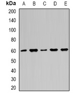 Anti-Importin alpha 1 Antibody
